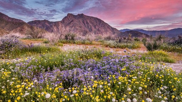 Parco Statale del Deserto di Anza-Borrego, California, Stati Uniti