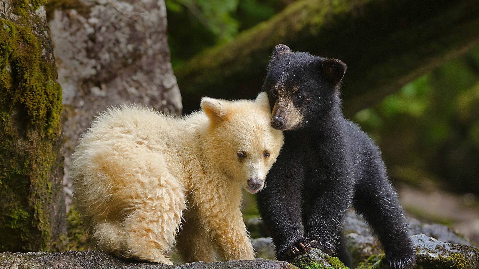 Kermode bear cub siblings huddling in Canada\'s Great Bear Rainforest, British Columbia