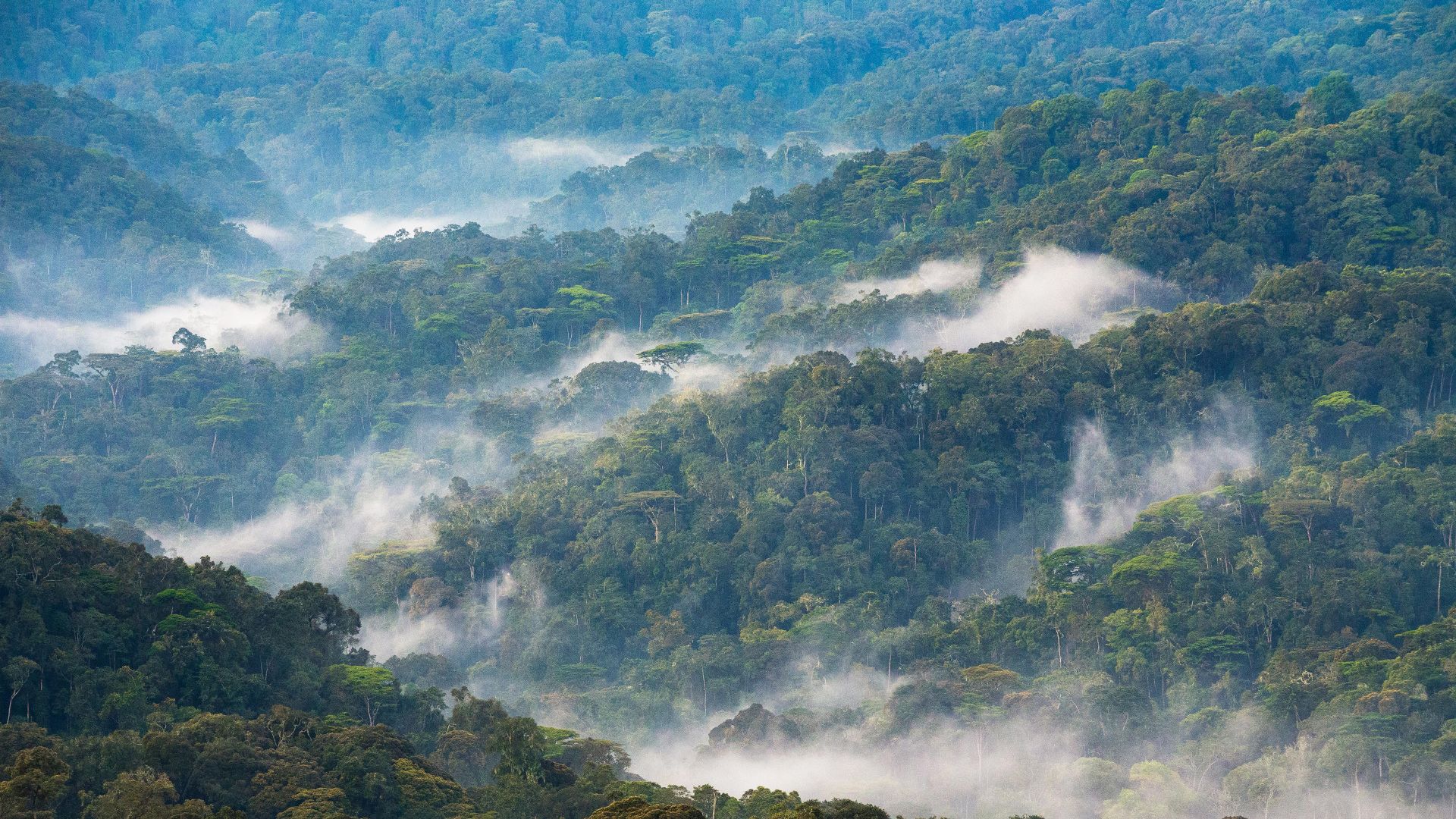 Bwindi Impenetrable National Forest, Uganda