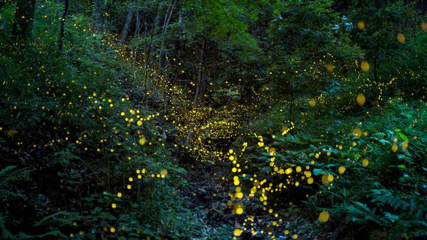 ｢森の中のホタル｣岡山県