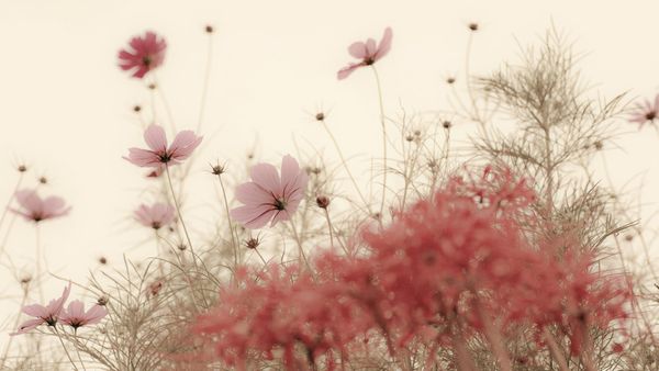 ｢秋のコスモス｣長崎