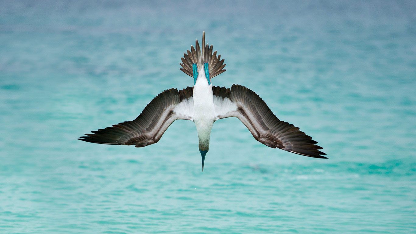 A blue-footed booby dives off San Cristóbal Island, Ecuador