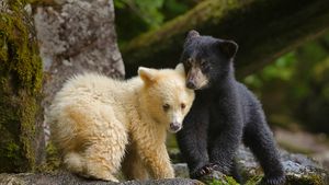 大熊雨林中一只柯莫德熊幼崽跟它的同胞挤在一起，加拿大 (© Ian McAllister/Offset)(Bing China)