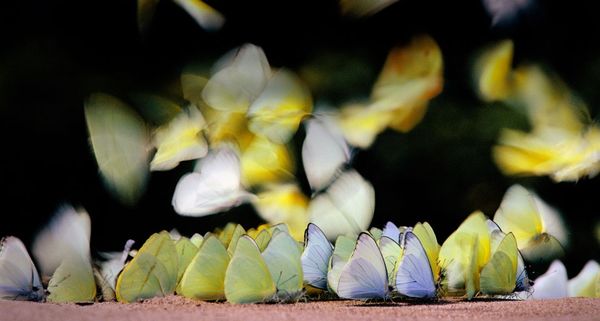 Butterflies sipping water and minerals from a riverbank in Manu National Park, Peru