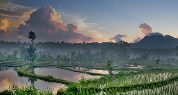 Rice terraces at dawn with Mount Seraya in the distance, Island of Bali, Indonesia