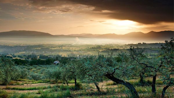 Uliveto con vista sulla valle, Bevagna