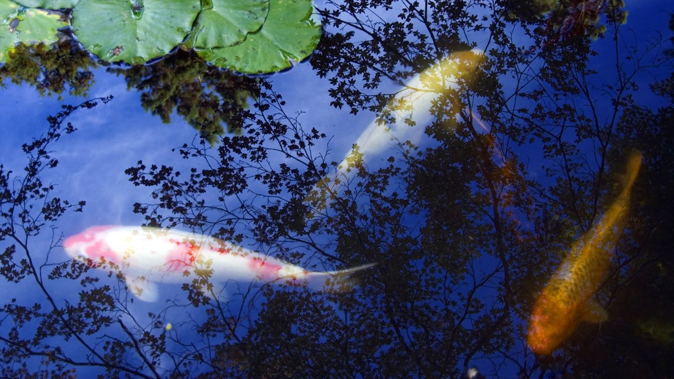 Koi carp, Kyoto