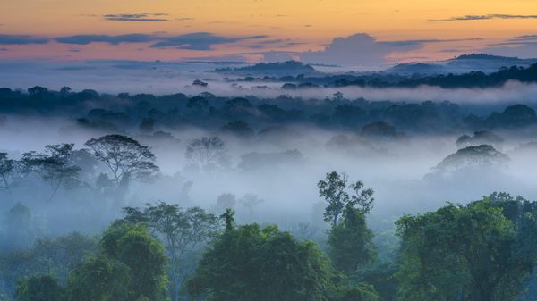 Amazon Rainforest, Brazil