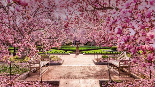 Cherry blossoms at the National Mall, Washington, DC