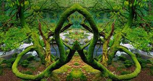 Mirror-image photo of the moss-covered trees in Killarney National Park, Ireland (© Derek Harris/Alamy) &copy; (Bing Australia)