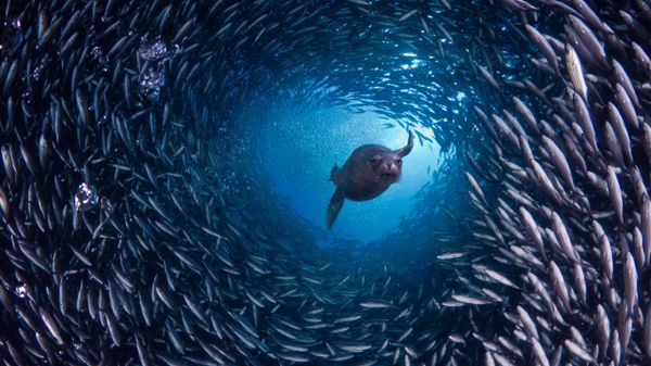 Galápagos sea lion swims through a school of black-striped salema fish off Santa Cruz Island, Galápagos Islands, Ecuador