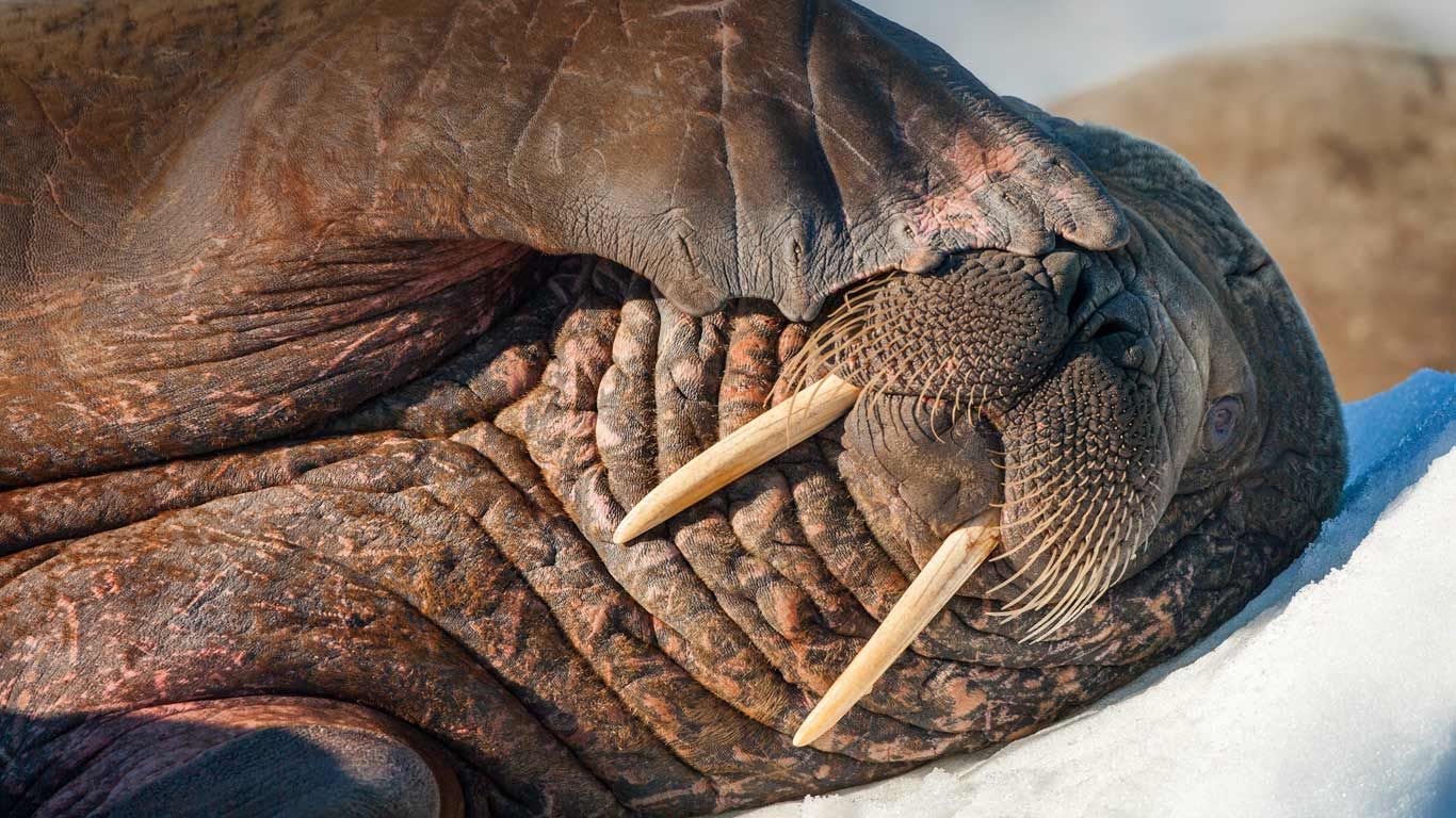 Walrus on Frozen Strait, Hudson Bay, Nunavut, Canada
