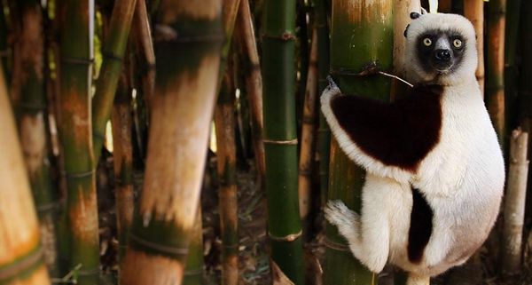 LemurBamboo
