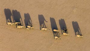 Troupeau d’éléphants dans le district de Damaraland, Namibie (© Michael Poliza/Getty Images)(Bing France)