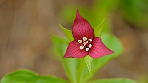 A close-up of the red trillium flower in Algonquin Provincial Park, Ont. (© Jaynes Gallery/Danita Delimont)(Bing Canada)
