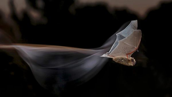 Common pipistrelle bat