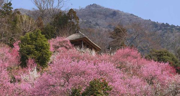 ｢筑波山梅林｣茨城, つくば市