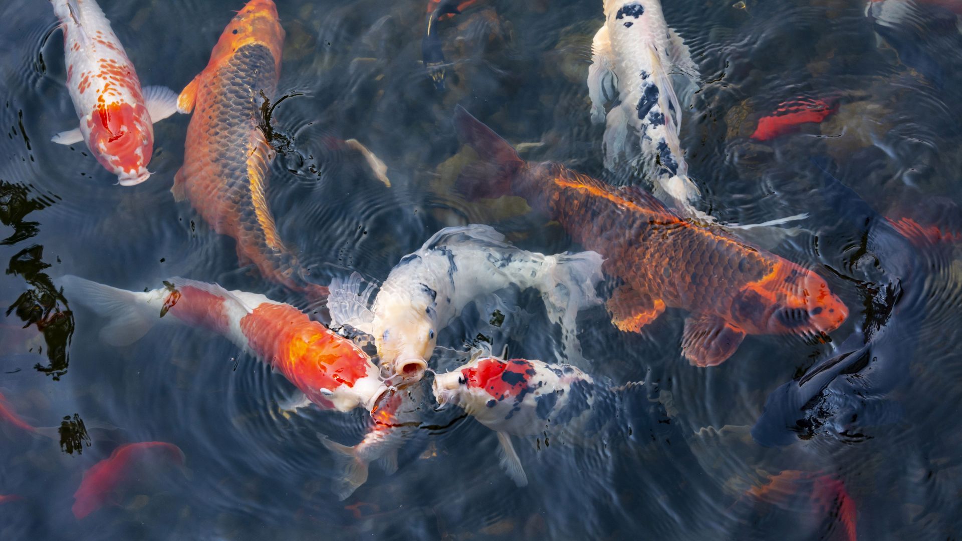 Koi fish, Lan Su Chinese Garden, Portland, Oregon