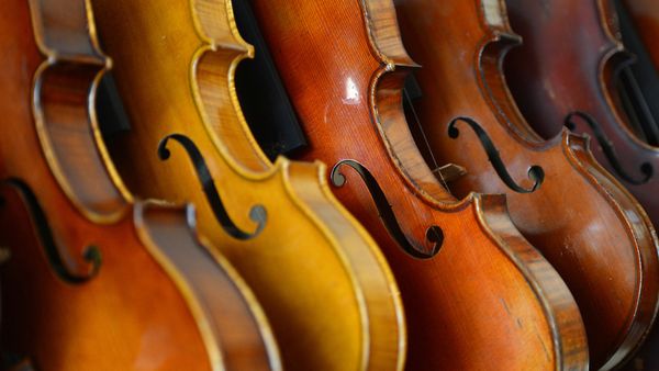 Violons exposés dans l’atelier du luthier français Mathias Menanteau, Rome, Italie
