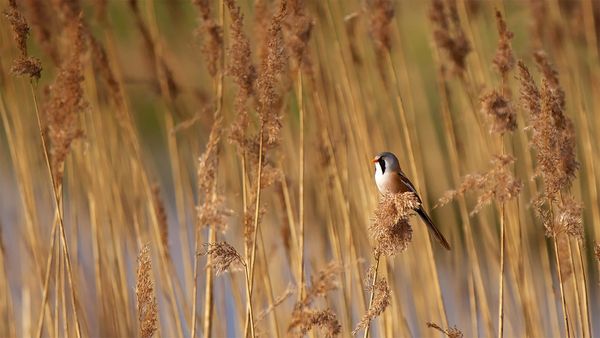 A bearded reedling in Elmley National Nature Reserve in Kent