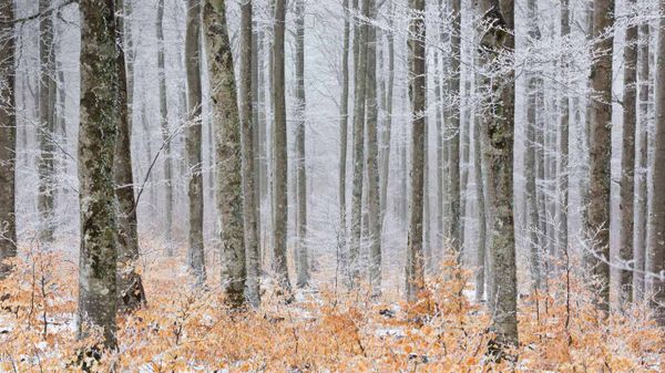 Beech forest in frost, Serreyrède Path, Cévennes National Park, France