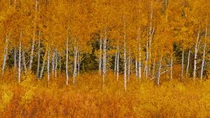 美国，怀俄明州，大提顿国家公园的秋日山杨 (© Matt Anderson Photography/Getty Images)(Bing China)