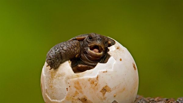 Pinzon Island tortoise hatchling at the Charles Darwin Research Station on Santa Cruz Island, Galápagos Islands, Ecuador