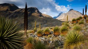 Rois des Andes et la Cordillère Blanche en arrière-plan, Pérou (© Cyril Ruoso/Minden Pictures)(Bing France)
