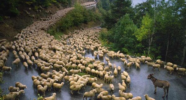 FlockofSheep