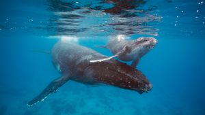 Humpback whale mother and calf, Tonga (© Chase Dekker/Minden Pictures)(Bing Australia)