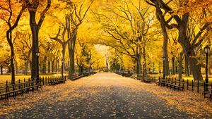 Herbst im Central Park, Manhattan, New York City, USA (© mapman/Shutterstock)(Bing Deutschland)