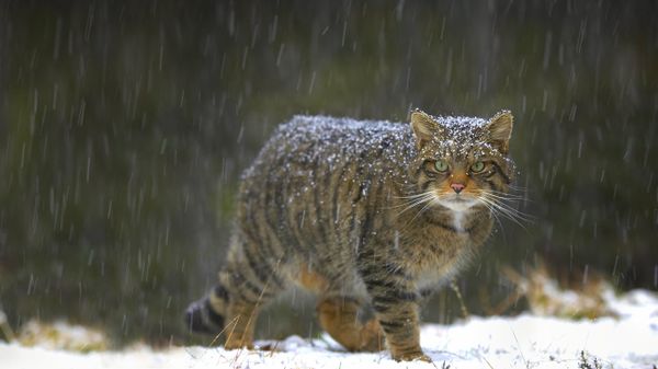 Wildcat in Scotland