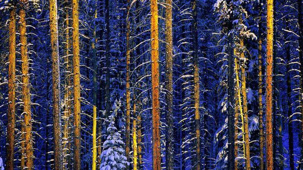 Jasper National Park, Alberta, Canada