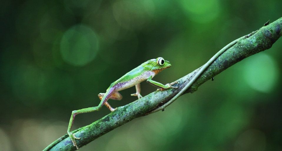 LeafFrog