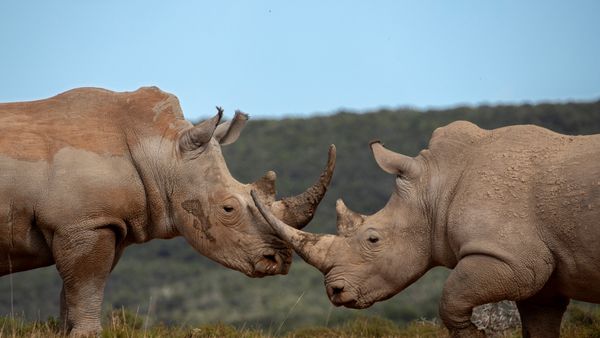 Maschi di rinoceronte bianco meridionale, Riserva privata di Shamwari, Sudafrica