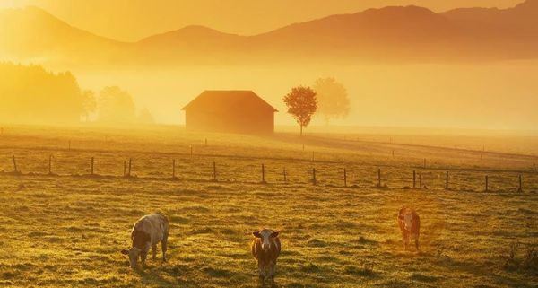AlpCowsPenzberg