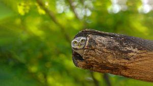 Spotted owlet, Bangkok, Thailand (© Tfilm/Getty Images)(Bing New Zealand)