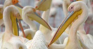 Pelikane tummeln sich am Nakuru-See in Kenia – Werner Bollmann/age fotostock &copy; (Bing Germany)