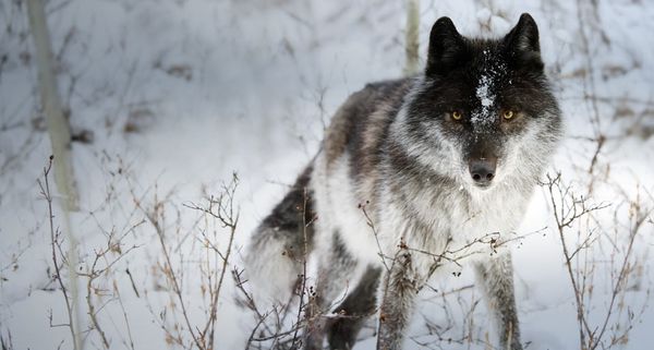 Wolf in the snow