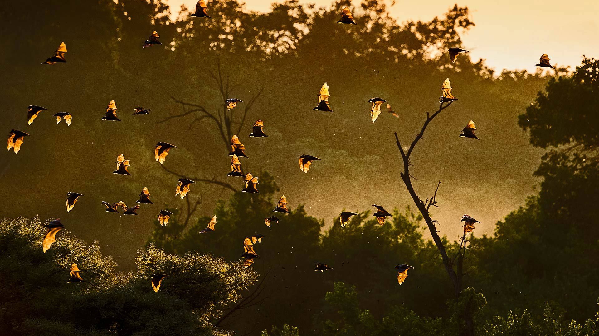 Straw-colored fruit bats in Kasanka National Park, Zambia
