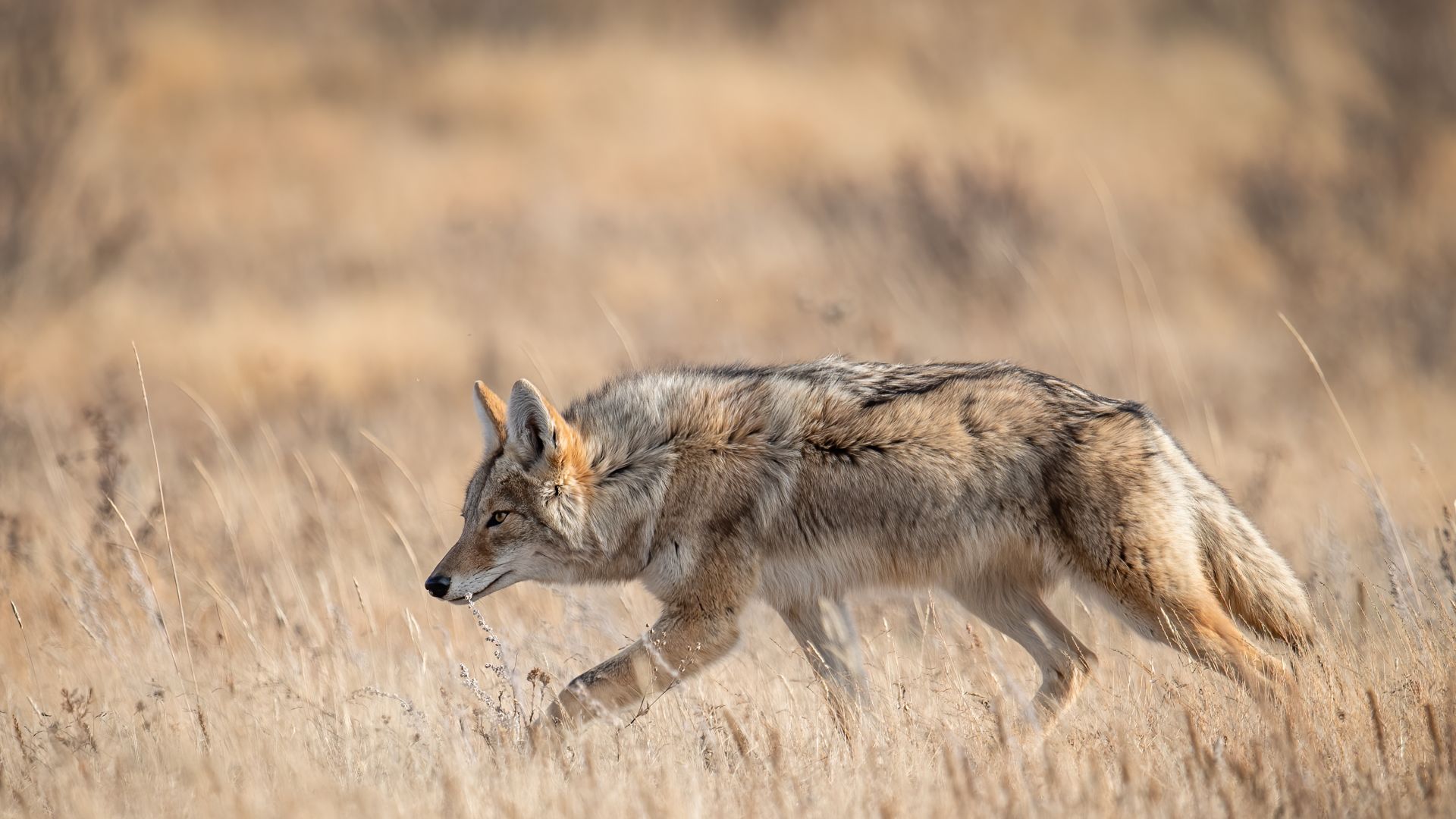 Un coyote a Banff, Canada