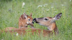 白尾鹿母鹿和刚出生的小鹿，美国蒙大拿州 (© Donald M. Jones/Minden Pictures)(Bing China)