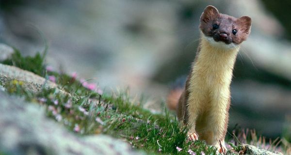 Long-tailed weasel on rocks in Rocky Mountain National Park, Colorado