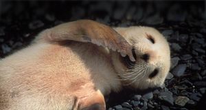 Antarctic fur seal -- Colin Monteath/Photolibrary &copy; (Bing Australia)