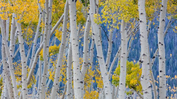Pini tremuli in autunno, Fishlake National Forest, Utah, USA