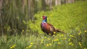 Common pheasant, Normandy, France (© slowmotiongli/Getty Images)(Bing Australia)
