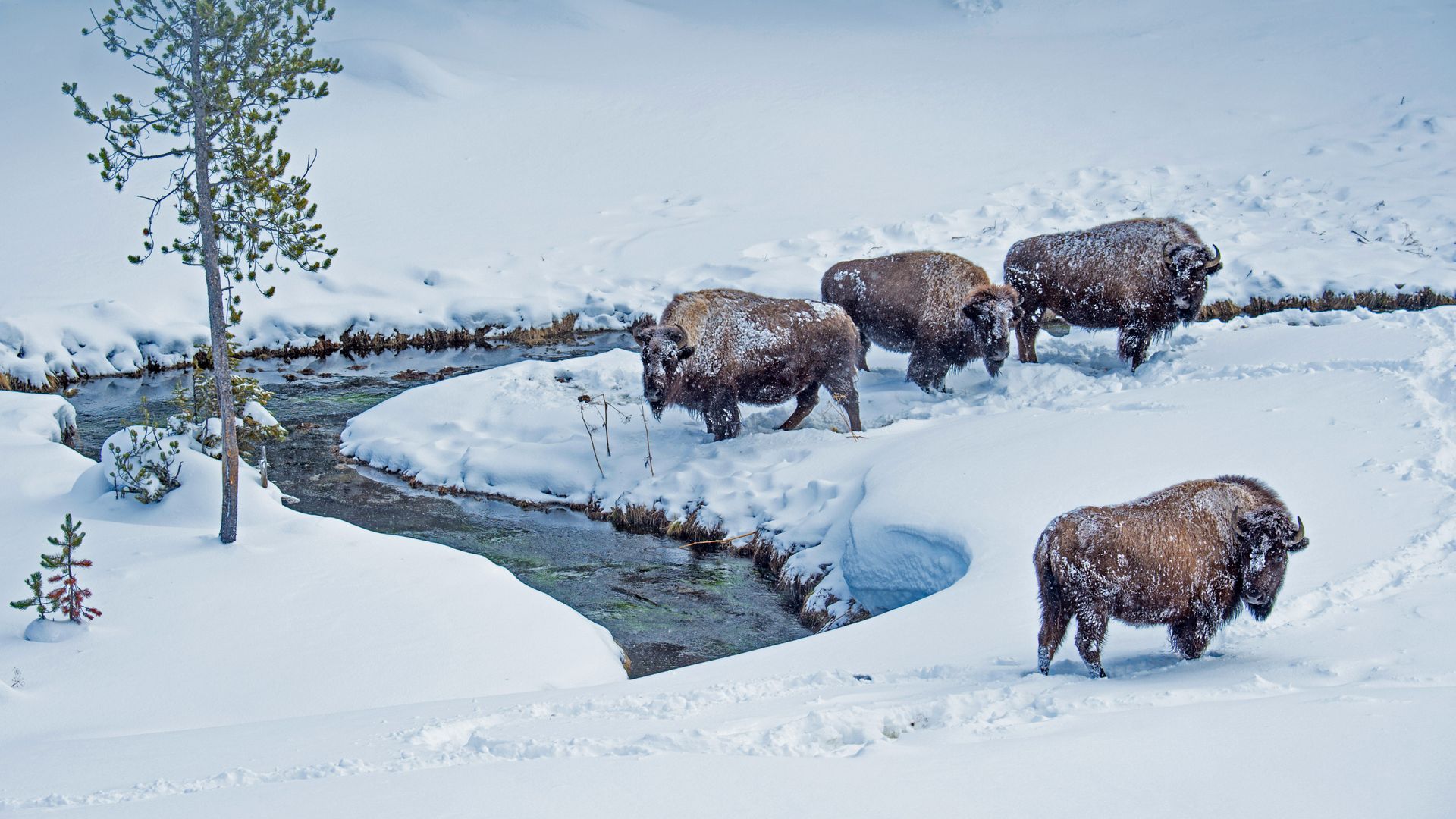 American bison, Yellowstone National Park, Wyoming, USA