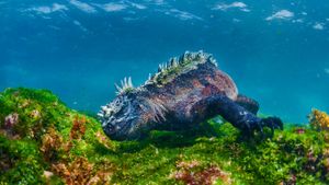 厄瓜多尔，加拉帕戈斯群岛，费尔南迪纳岛，吃水藻的海鬣蜥 (© Tui De Roy/Minden Pictures)(Bing China)