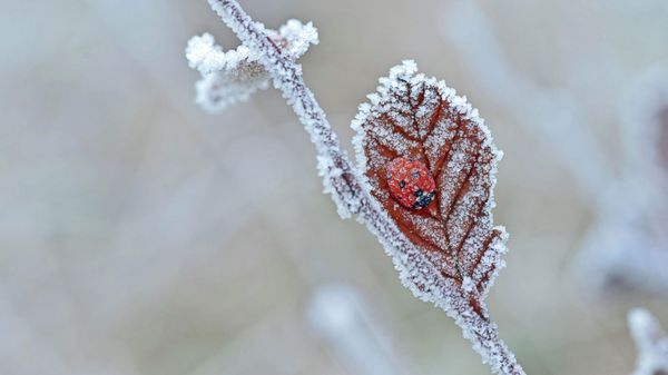 A ladybird hibernates in Tewin, Hertfordshire