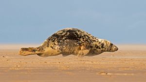 正爬上唐娜·诺克沙滩的灰海豹，英格兰北林肯郡 (© Frederic Desmette/Minden Pictures)(Bing China)